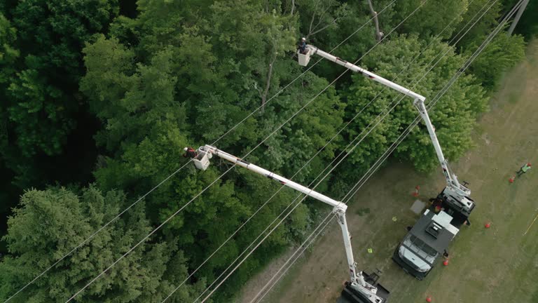 How Our Tree Care Process Works  in Lavaca, AR